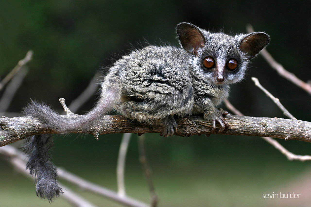 Представитель Семейства Galagonidae